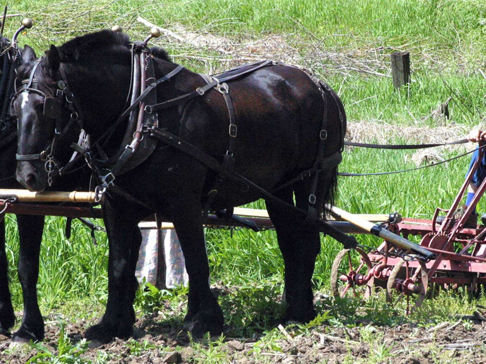 Barn Again, Blancharville, Wisconsin Draft Horse Demonstration