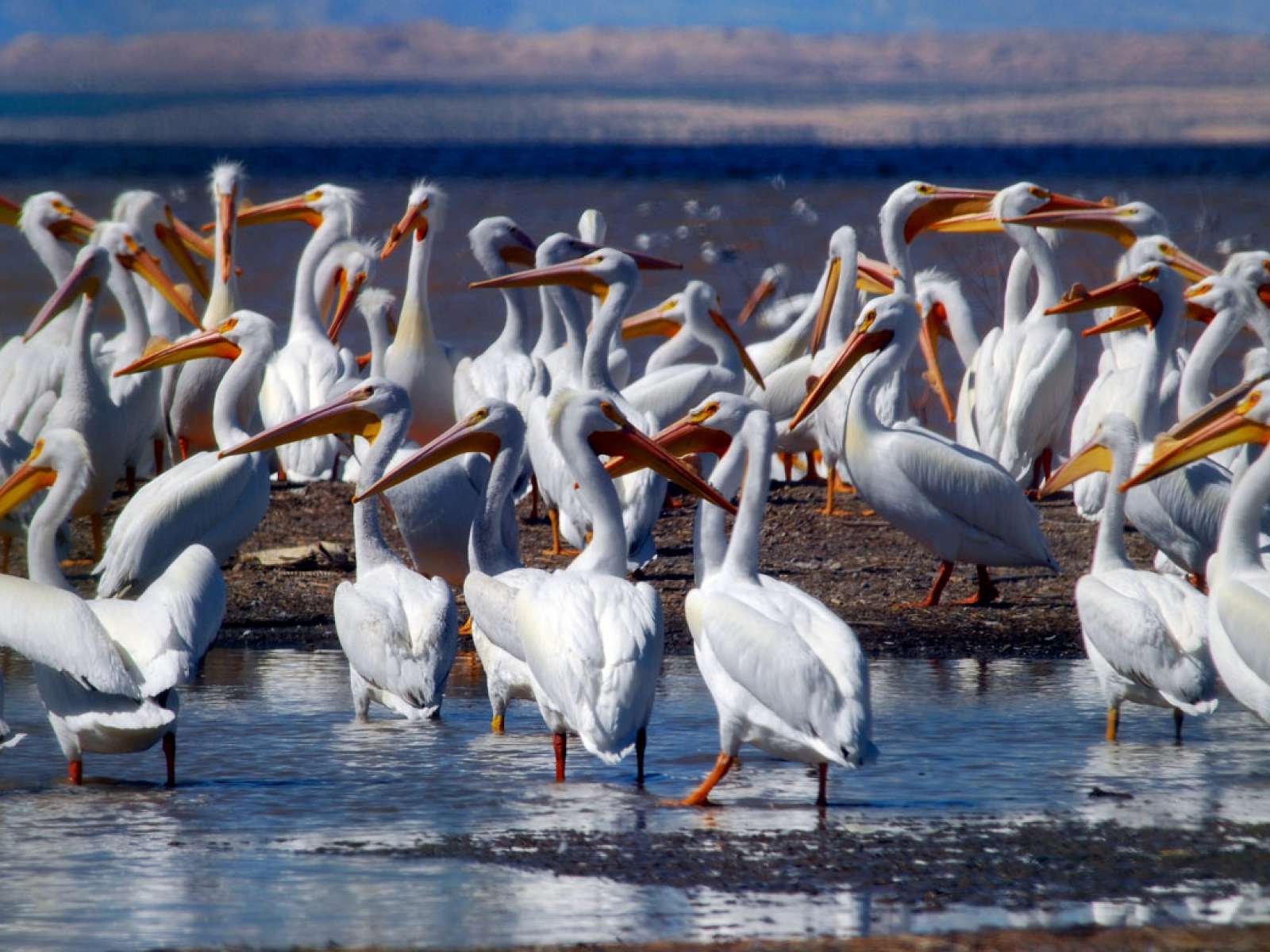 Salton Sea, wintering area for white pelicans.