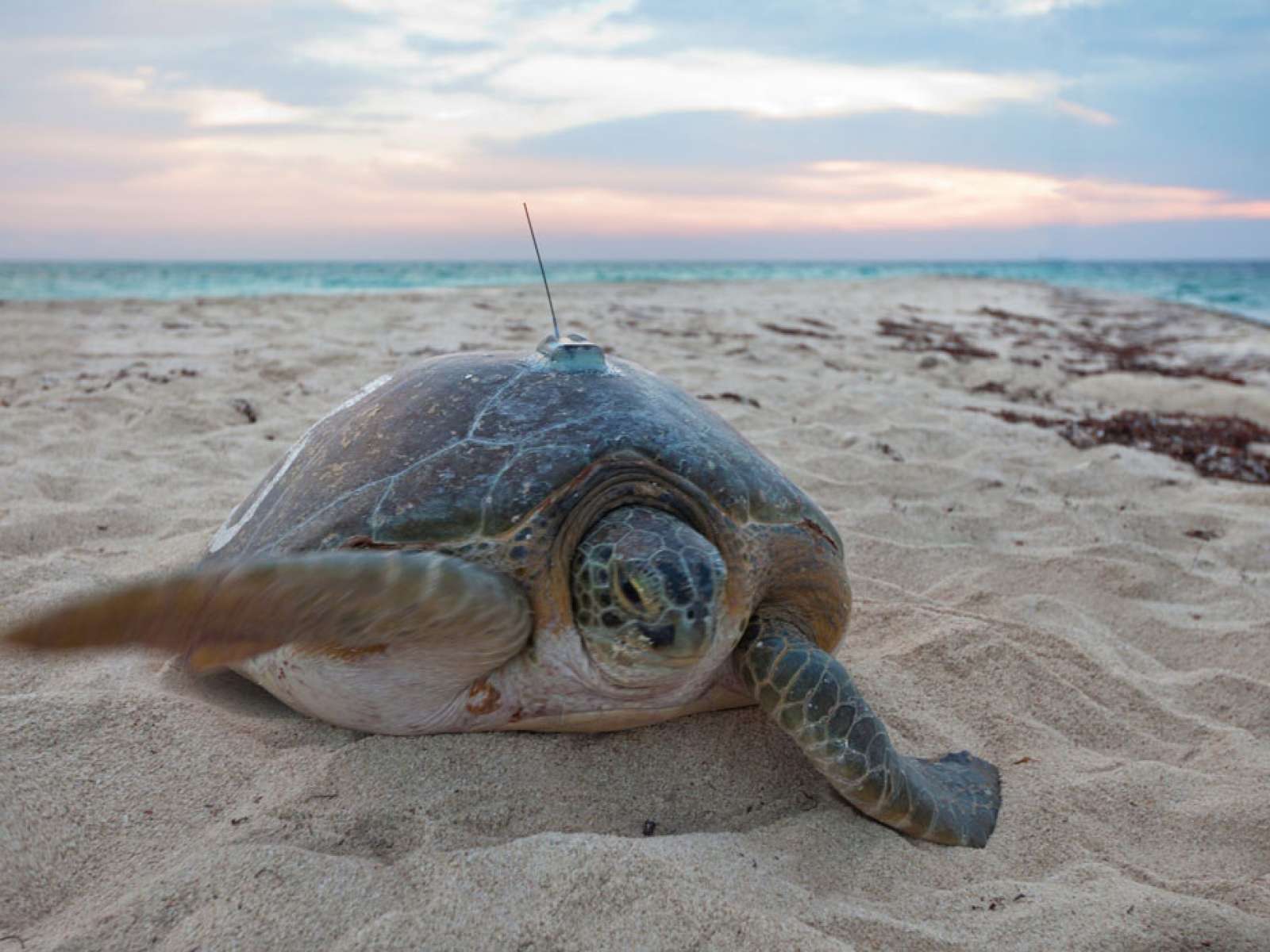 Tracking green sea turtles, Dry Tortugas National Park, Florida Keys