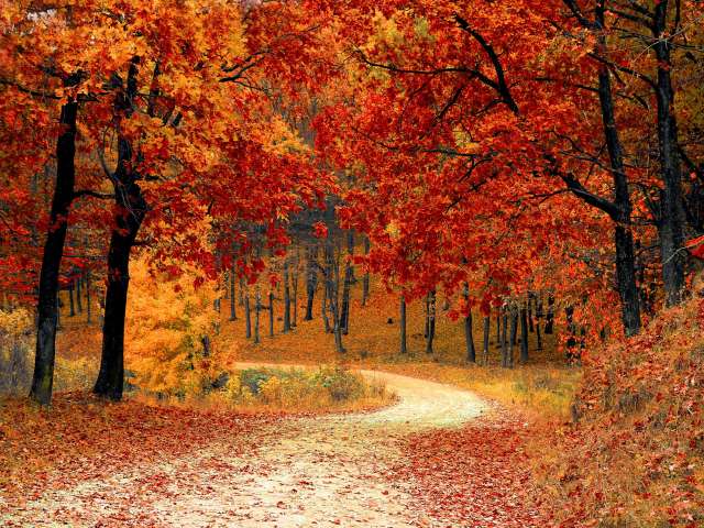 A beautiful view of a dirt road surrounded by trees with bright fall leaves. Pexels stock photo.