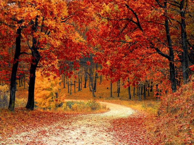 A beautiful view of a dirt road surrounded by trees with bright fall leaves. Pexels stock photo. 