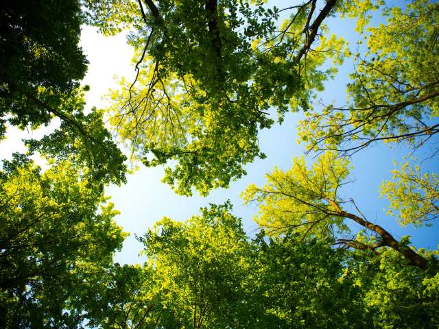 A view of the leaves in a tall canopy of trees. Pexels