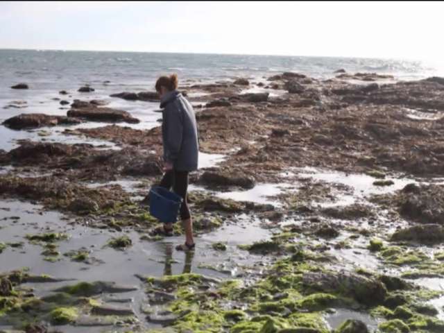 Mary walks along the shoreline, collecting seaweed.