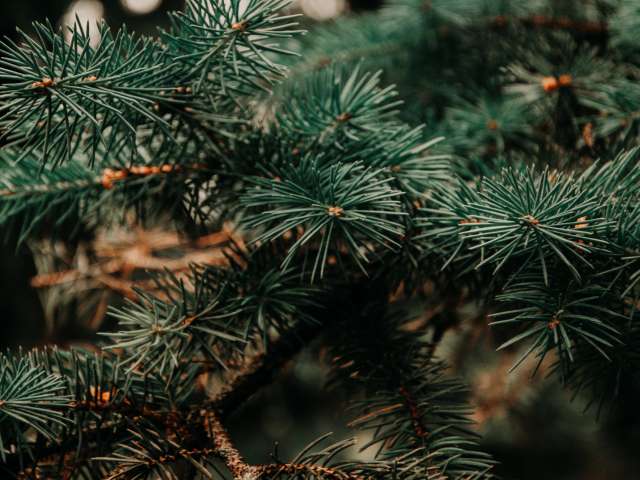 A close-up view of a fresh, green pine branch. Pexels photo