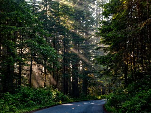 A road cuts through a deep and lovely pine forest in California. Pixabay photo