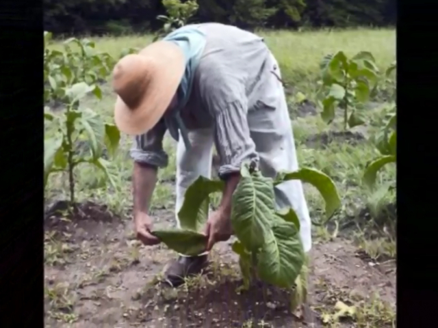 A man in a loose-fitting shirt and khaki pants and a straw hat bends down to examine a tobacco leaf. 