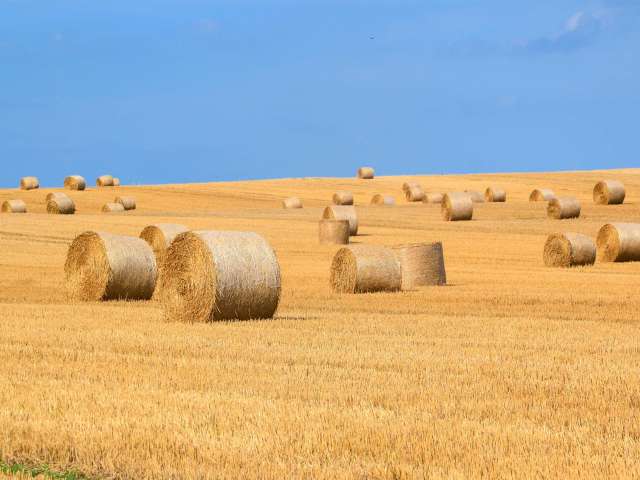 A field of hay on a cloudless day. Hay bales rest in the fields.
