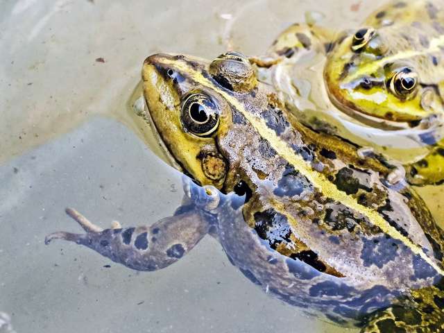 Two frogs pop out of a clear pond with their eyes above the water. 