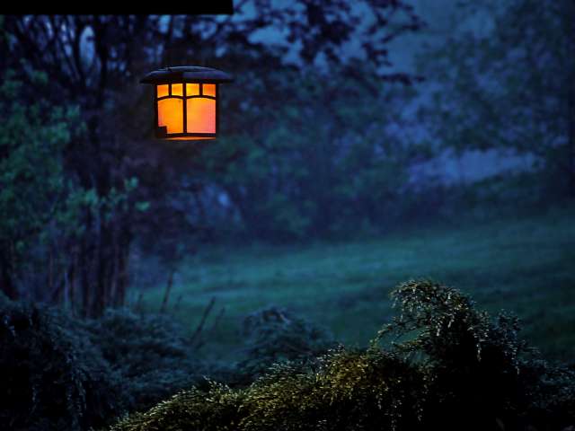 A lantern hangs in a tree in a field on a verdant summer night.
