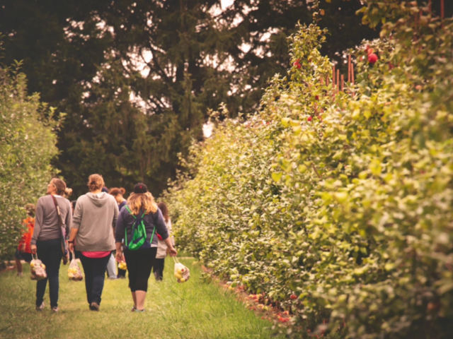 A group of people walk between a grassy row of trees in the summer. 