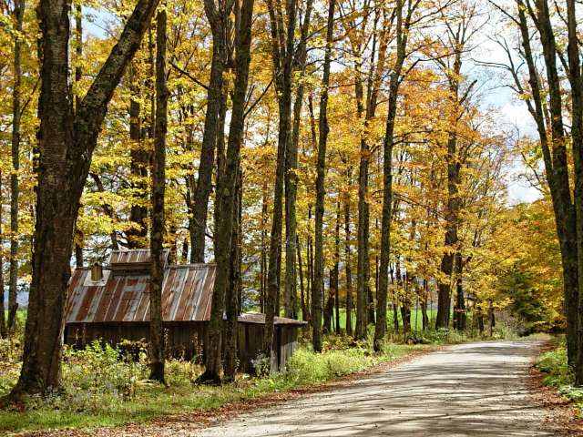 Yellow fall leaves along a wooded dirt road.