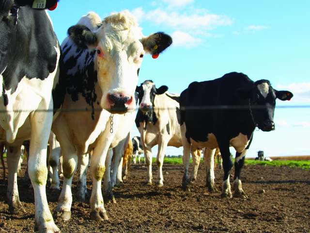 A herd of black and white cows walk on a muddy field.