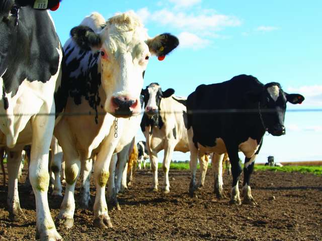 A herd of black and white cows walk on a muddy field. 