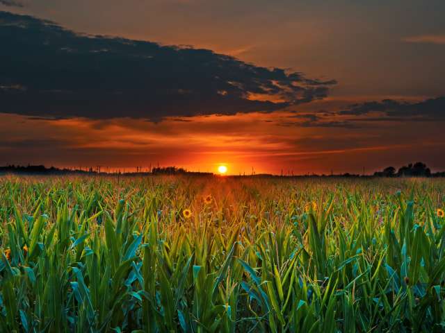 A coloful orange sunset over a corn field. 