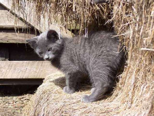 A small gray cat stands on a hay bale by a barn.