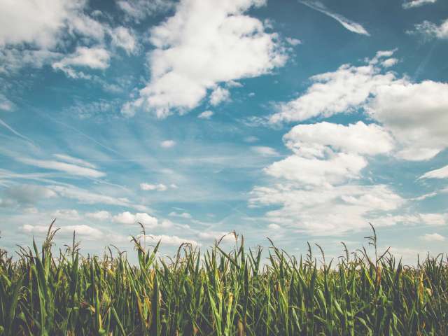 Clouds float above a green field planted with corn in the summer. 