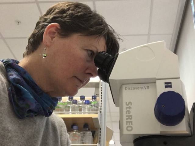 A woman with short brown hair and silver earrings looks into a microscope in a lab environment.