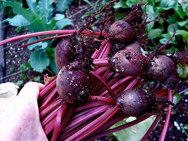 A photo of fresh beets, just pulled from the ground. 