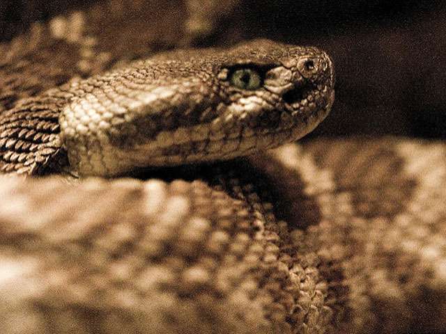 A close-up view of coiled up rattlesnake. 
