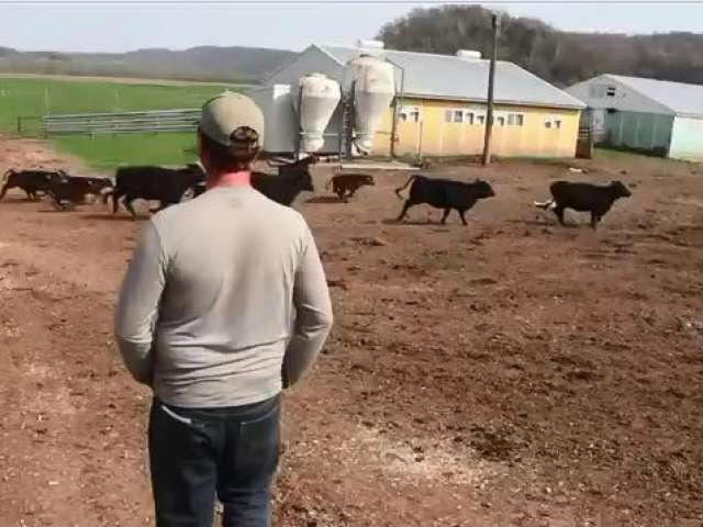 A man with a gray shirt walks on a dusty farm road as black cows walk in front of him.