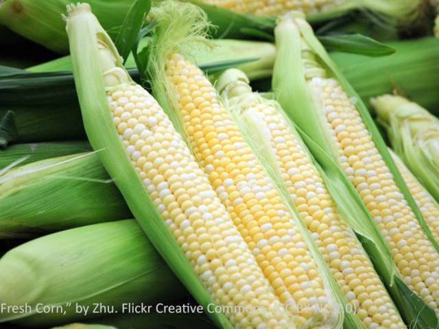 Corn cobs