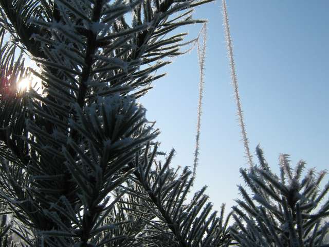 Christmas Tree Shopping, 2009. Photo by Glenn Fleishman.