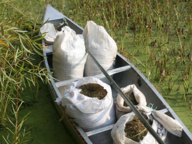 A boat in the marsh, filled with sacks of wild rice. 