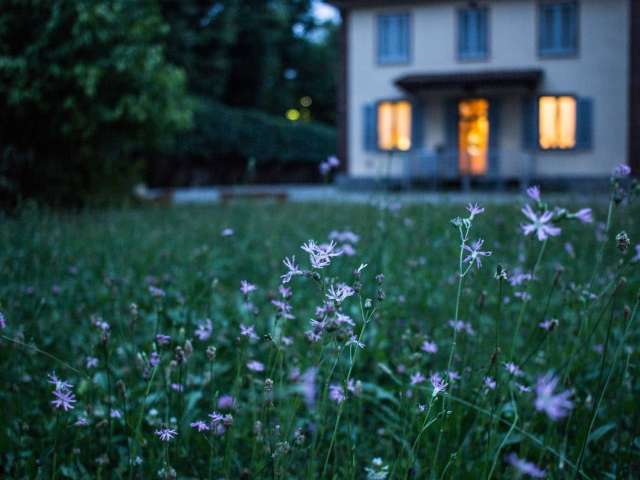 A view of a home just beyond a green grass yard with purple flowers.