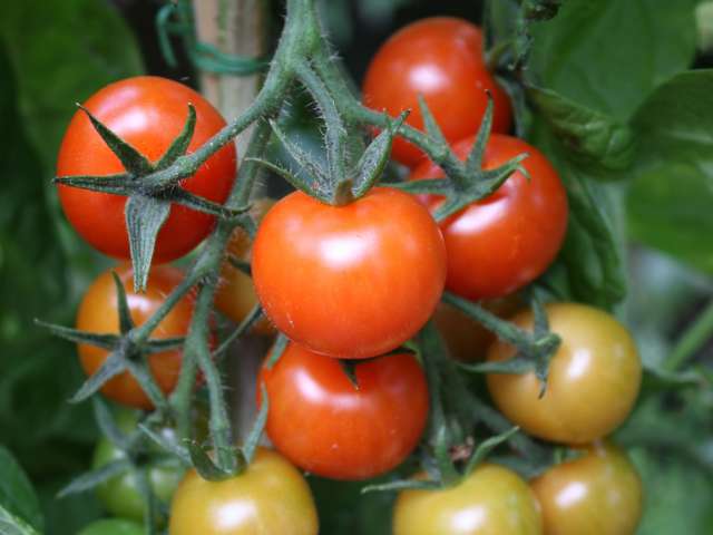 Image of ripe tomatoes. Photo by Simon Q. Flickr Creative Commons. Attribution Non-Commercial. (CC BY-NC 2.0)