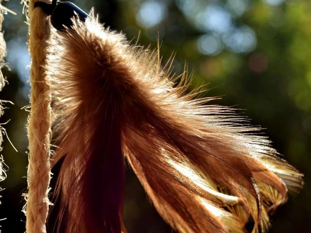 A brown feather blowing in the wind. Pixabay stock image