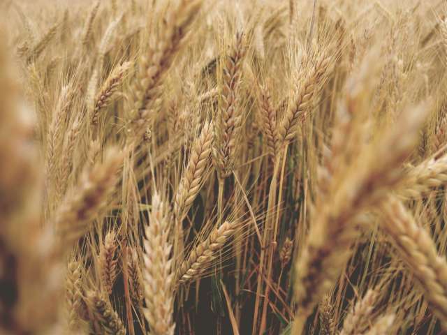 A detail of wheat in a dense field. Pexels stock photo