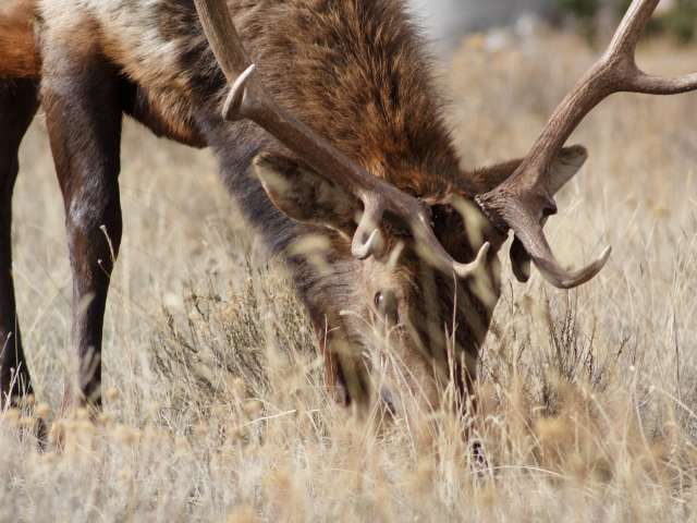 A mature elk grazes in tall brown grass. Pexels stock photo