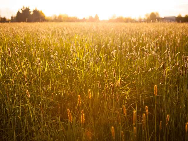 The sun shines on a brilliant field with tall stacks of wheat. Pexels stock photo