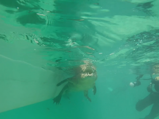 Underwater filming of an alligator