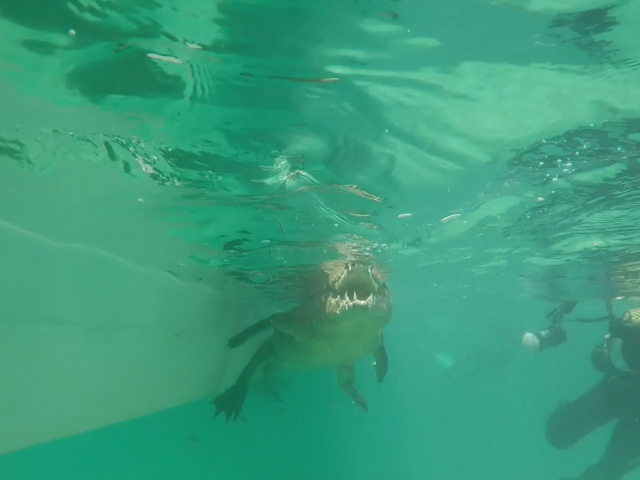 An alligator swims in clear green waters beside a diver who is filming.