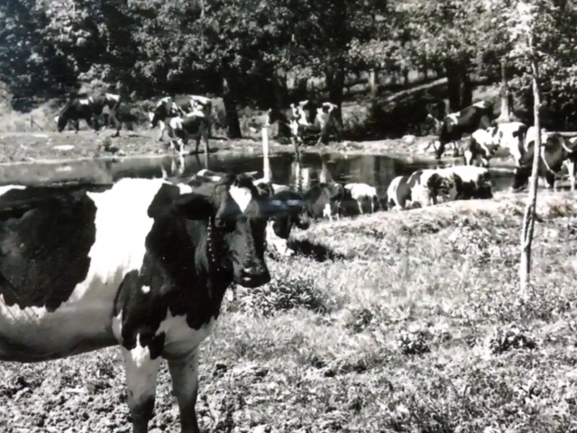 Black and white photo of cow in a field beside a small pond. 