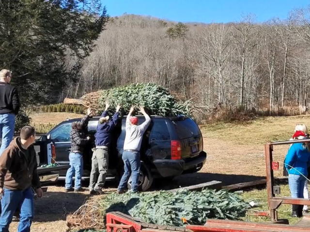 Three men place a Christmas tree on top of a black sport utility vehicle in a farm setting.