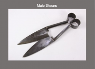 AR version of Mule Shears