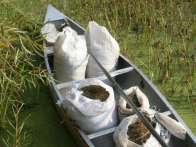 A boat filled with wild rice. 